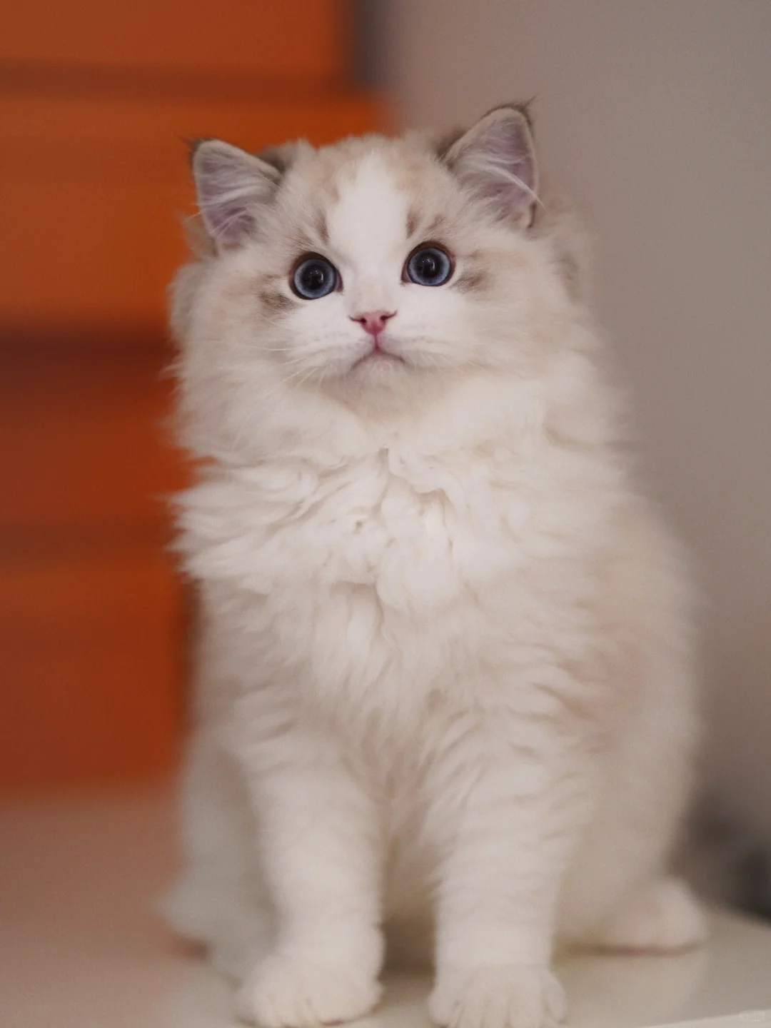 KERR布偶猫｜这么可爱的弟弟