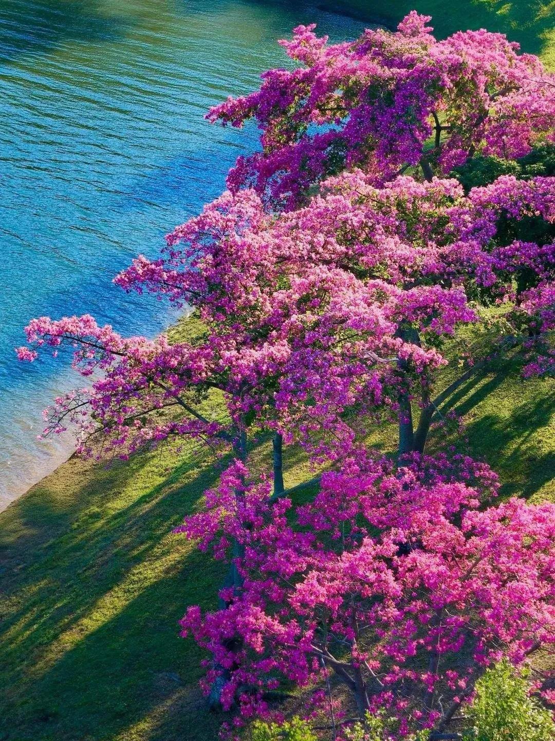 春风作序，岁月可期。与一场花事，缓缓相逢；与一段故事，慢慢沉香。

春天从不会一