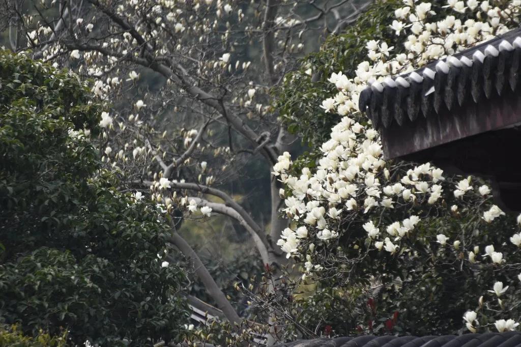 春日赏花必认！自带仙气的玉兰，原来这么好辨认🌸
 
玉兰又叫白玉兰、木兰、辛夷