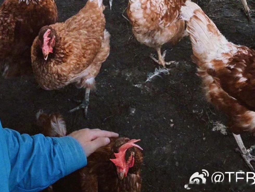 不过话说回来，难道这就是被霸凌的那只鸡吗？？？王俊凯 中餐厅10王俊凯