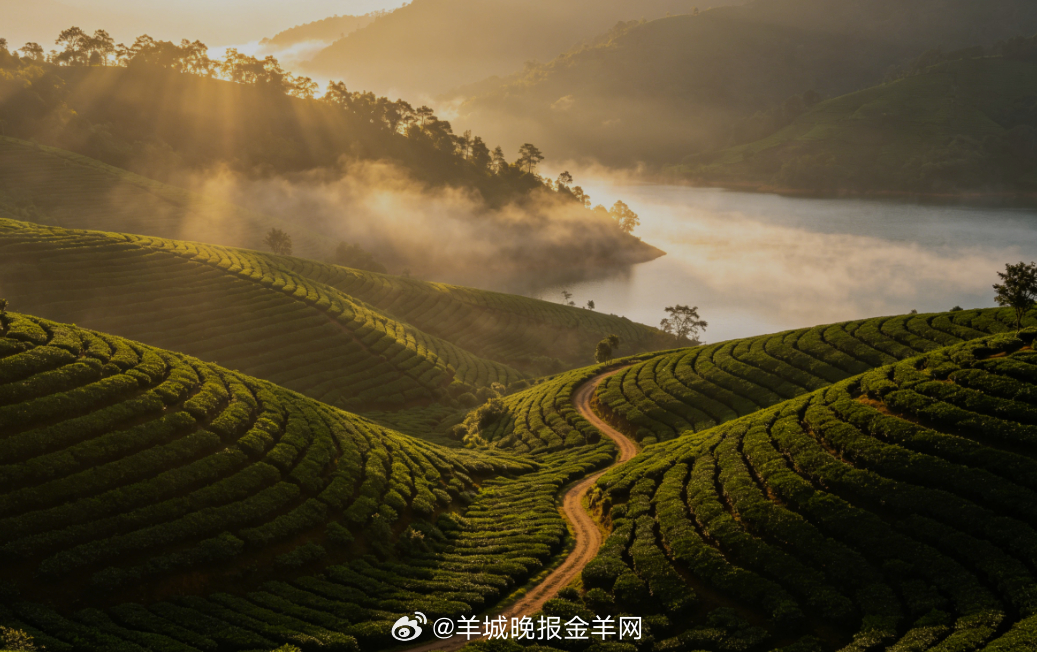 #早安# 晨光揉碎落在层层茶田，湖面飘着淡淡的薄雾，慢悠悠走在田埂小道。清风裹着