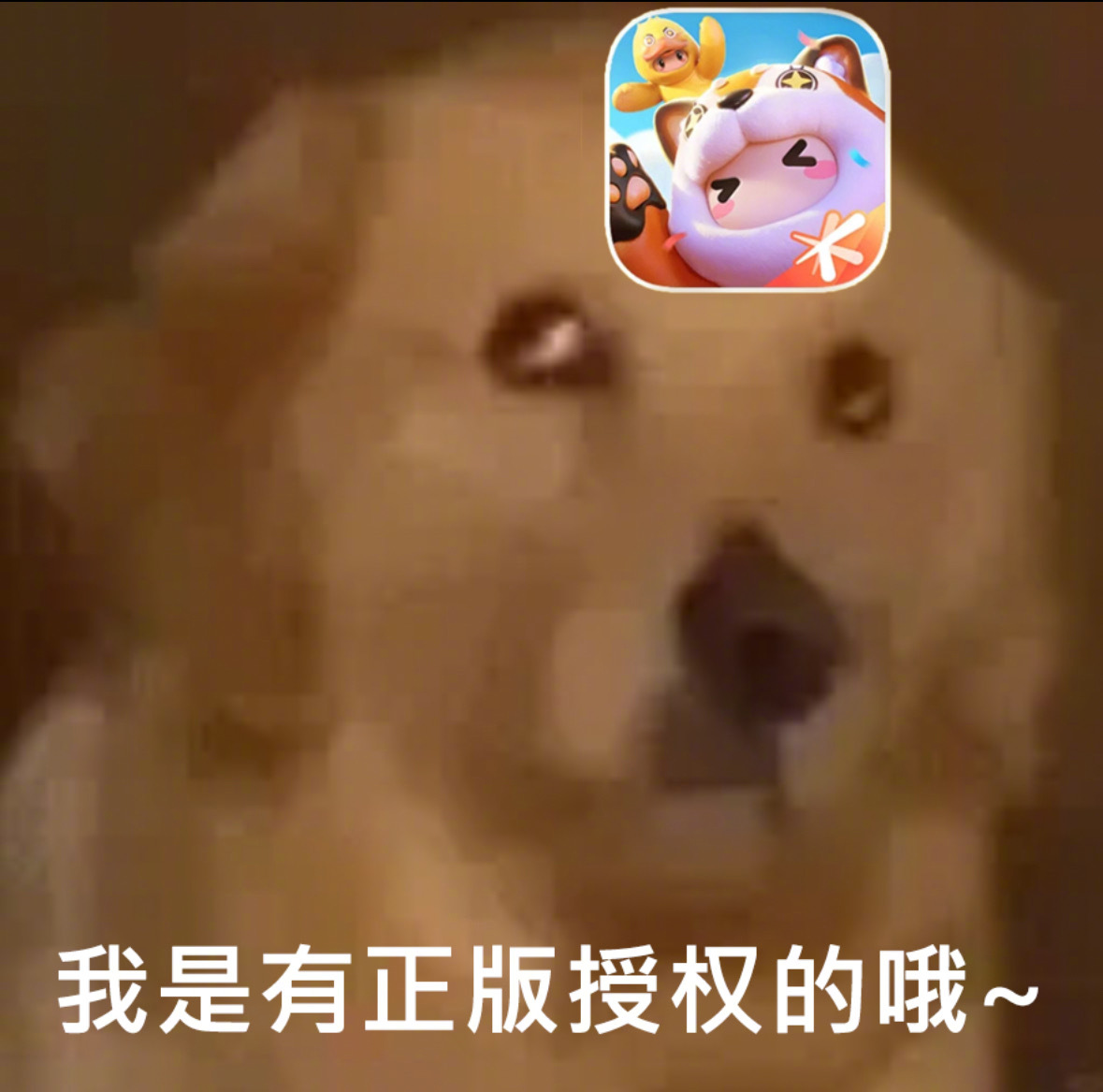 #糖豆人正版授权元梦之星#元梦之星be like：官方正版授权这六个字我先放在这