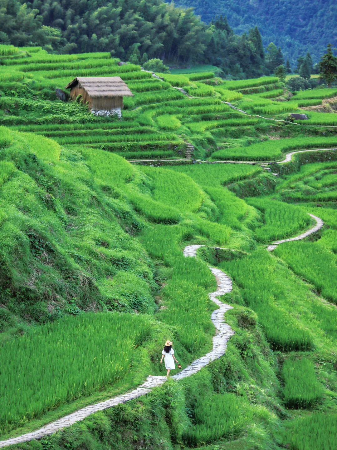 在浙江！！不在贵州！！🍃🍃梯田古村后悔才来