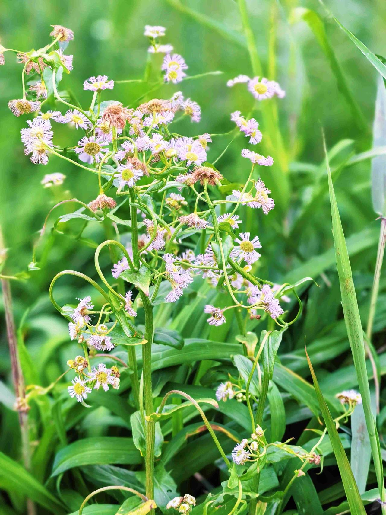 遇花开，
解千愁。

每一朵花，
都是对生活的
热爱和期许。

带定位晒今日生活