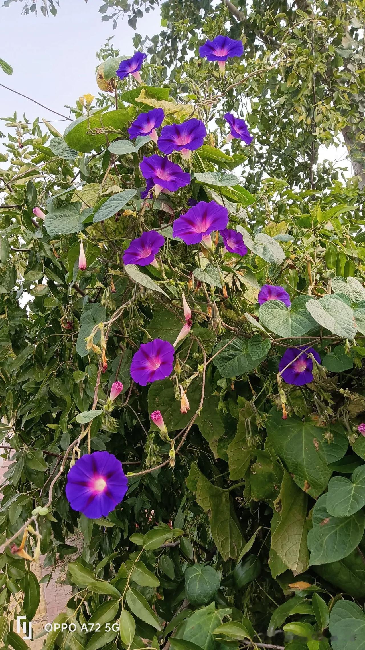 花开如此多娇