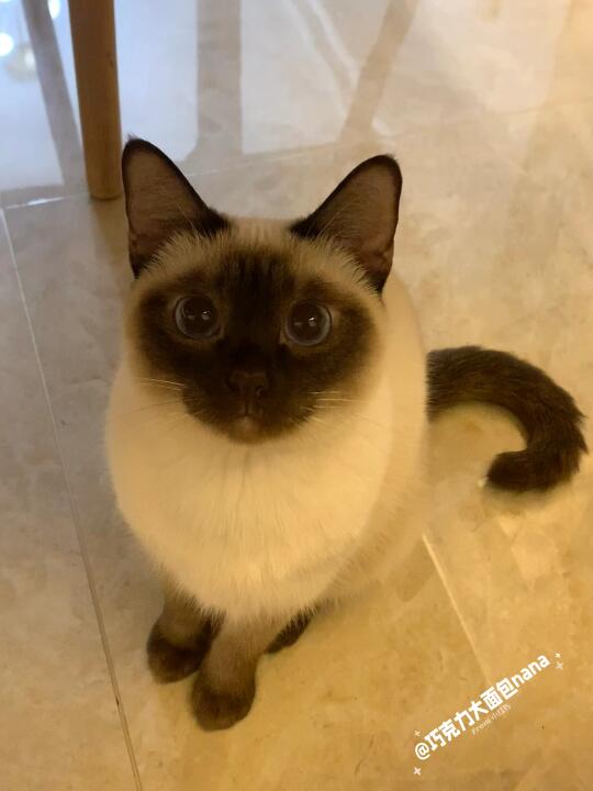 烤吐司一样的nana