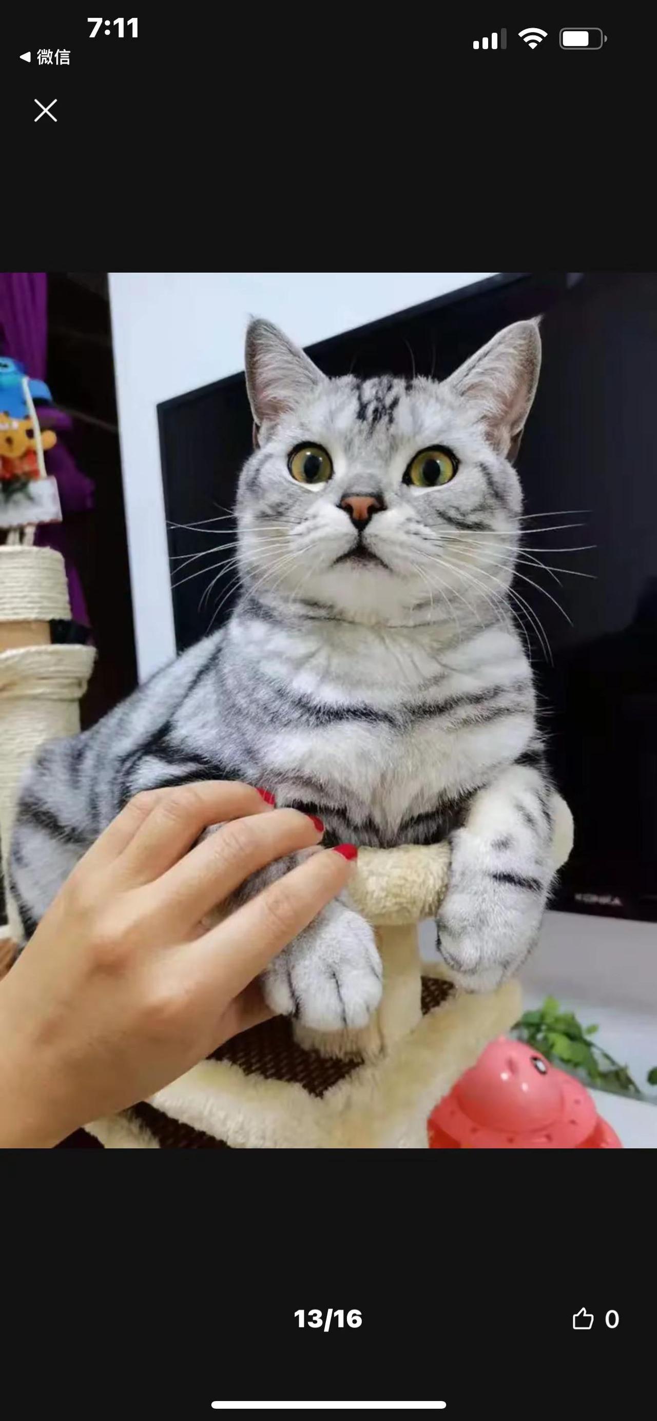 捧在手心的猫咪 捏猫日常