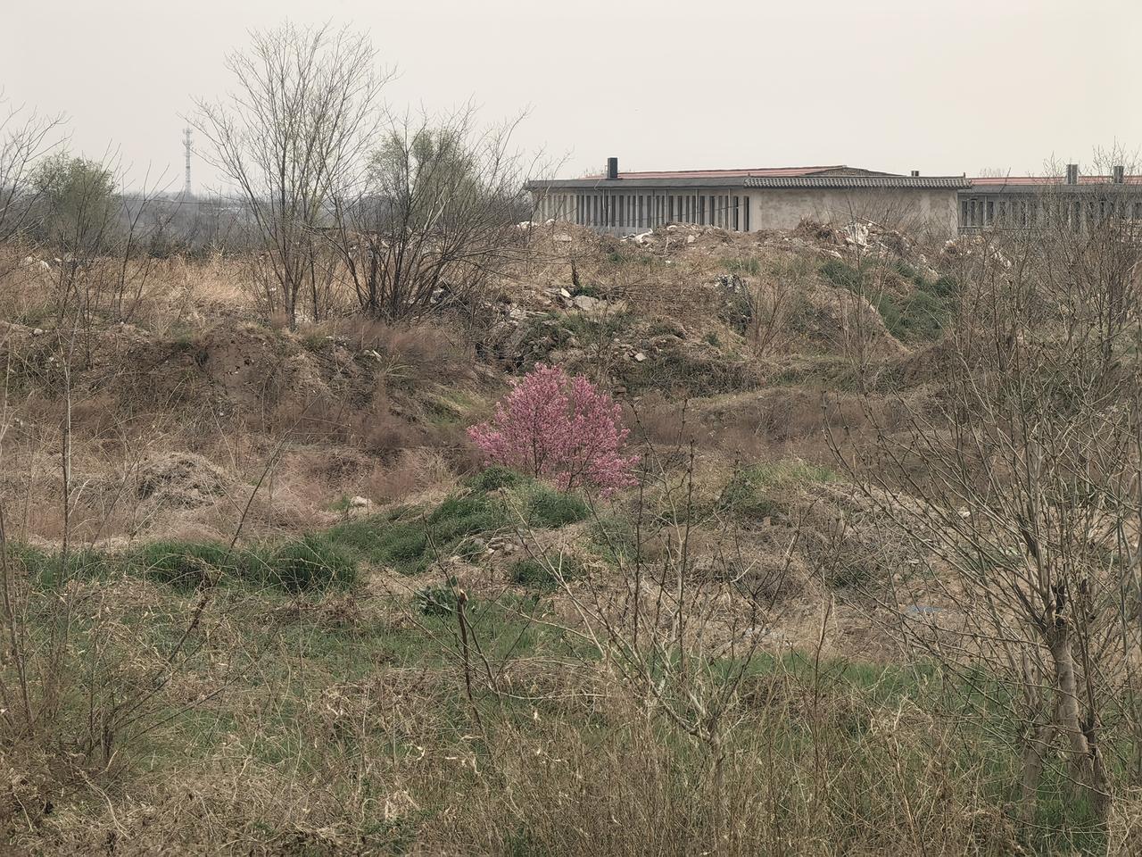 万绿丛中一点红