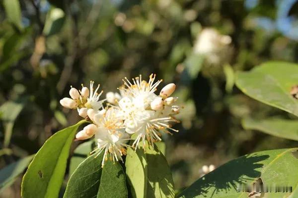 白花香满枝，清风拂面来。时光错落有致，岁月斑斓成诗