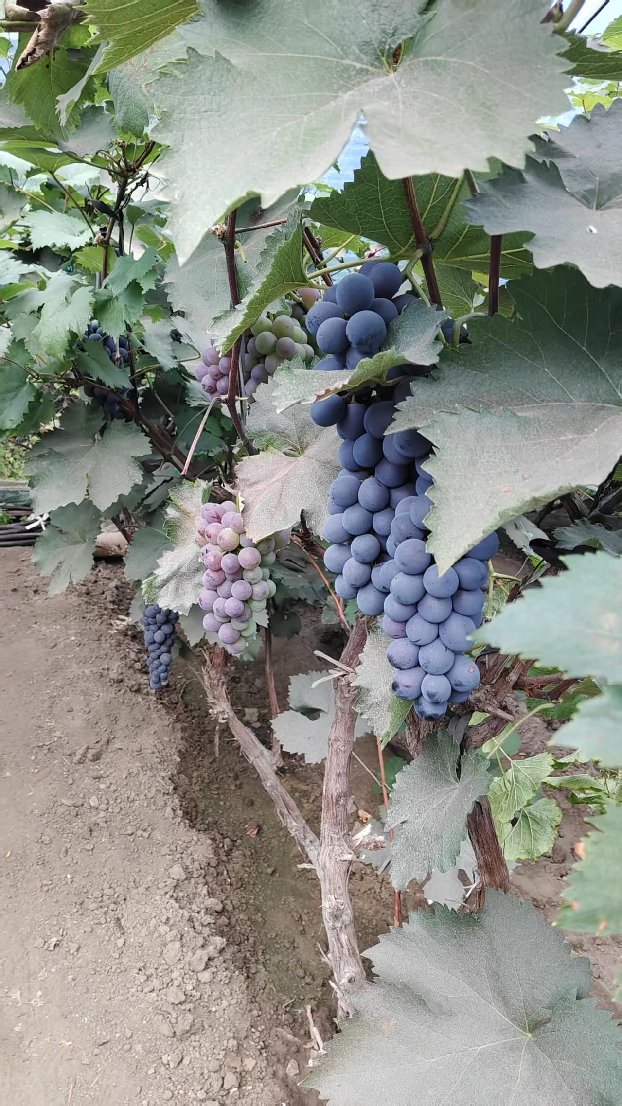 秋日生活打卡季有幸来到了葡萄🍇园，秋天到了，这是最后一次来葡萄园买葡萄了，看着