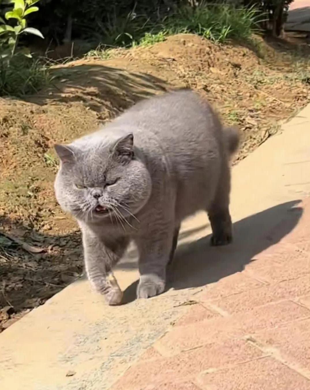 又肥又狂[大笑]