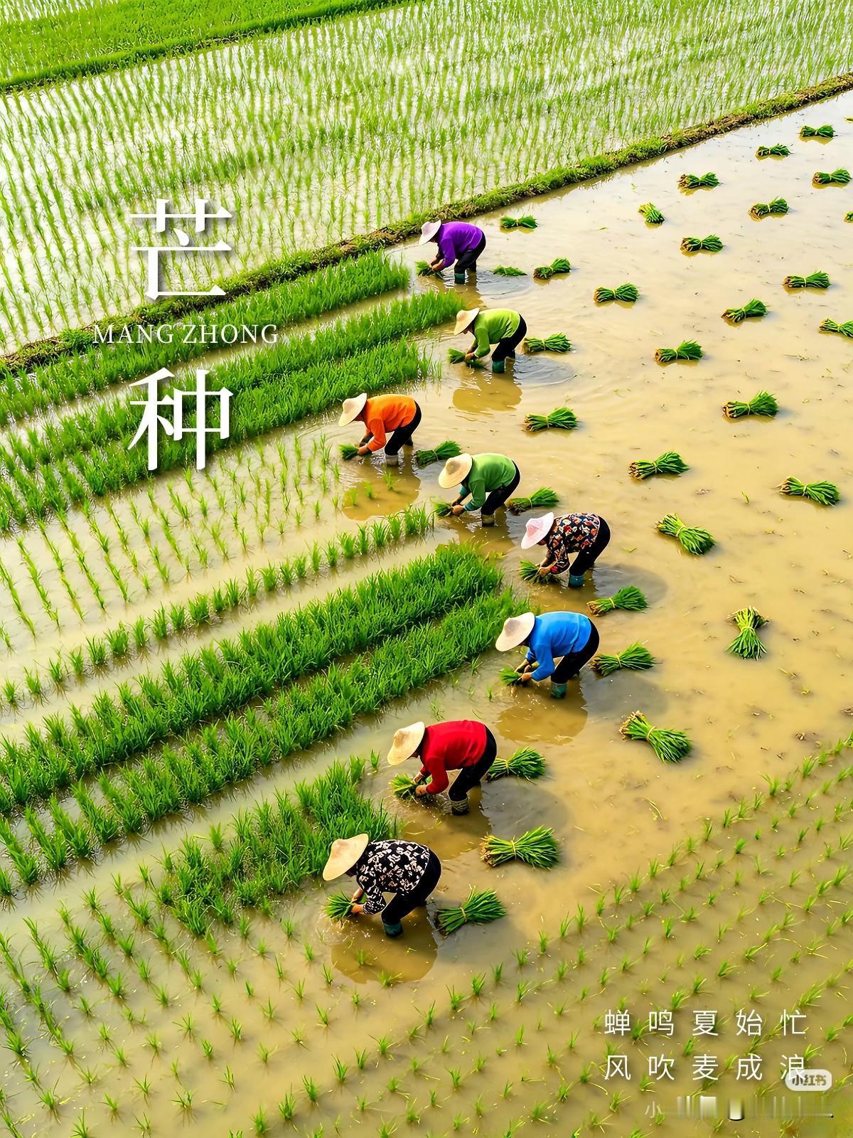 蝉鸣夏始忙
风吹麦成浪