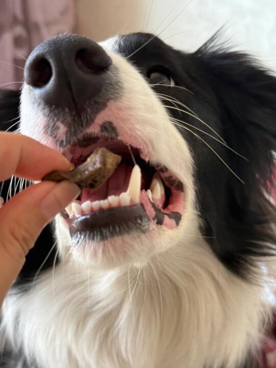 种草很久的比利玛格！拿下[超喜欢R]想对比利玛格说 你有这么棒的风干牛...