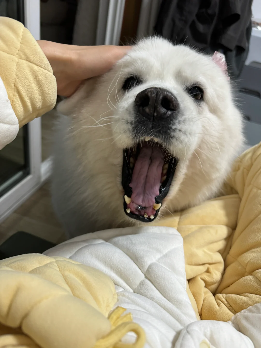 猪咪啊 虽然一直下雨 但总会停的对吗