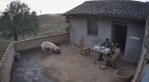 这猪正埋头干饭呢，一道雷突然“精准打击”，估计它心里在想：“我不过是多干了碗饭，