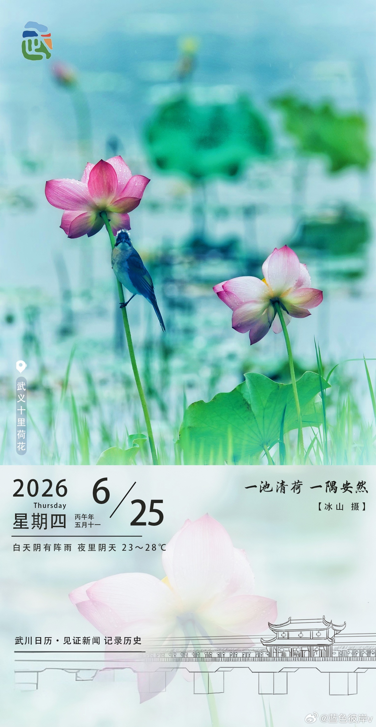武川日历里的夏日诗意一池清荷，一隅安然。武义十里荷花正盛，粉瓣含露，翠鸟停驻，仿
