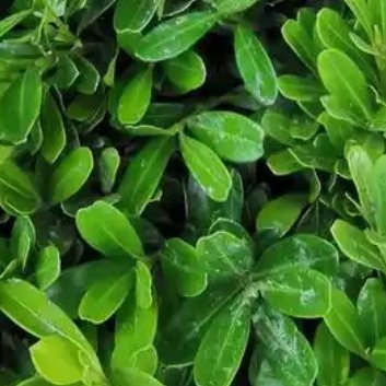 种植 🍃黄杨的种植时间可以分为春季和秋季两个季节。（1）春季黄杨种植时间：春季