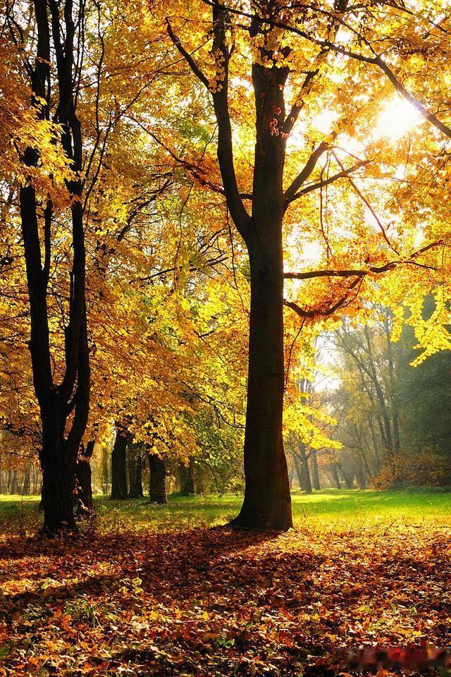 #秋日生活打卡记# 
秋天真是一个好季节！可以享受团聚的快乐，也可以姿意的读书，