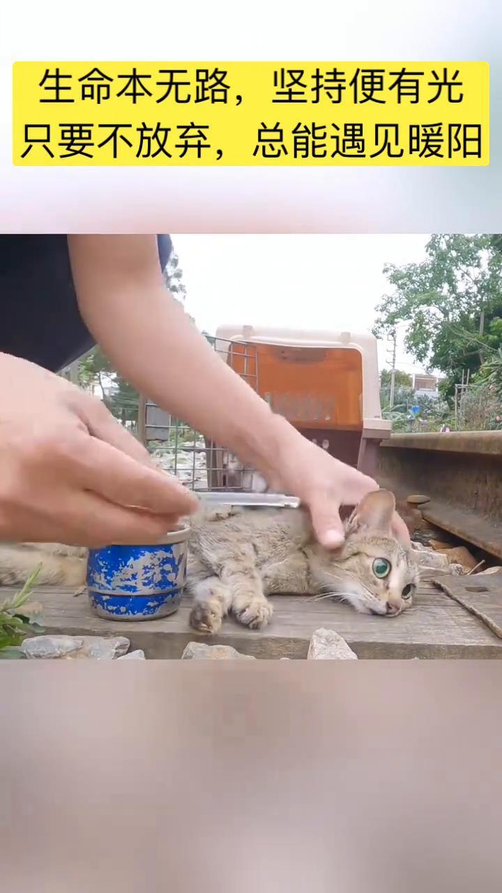 生命本无路，坚持便有光。只要不放弃，总能遇见暖阳。