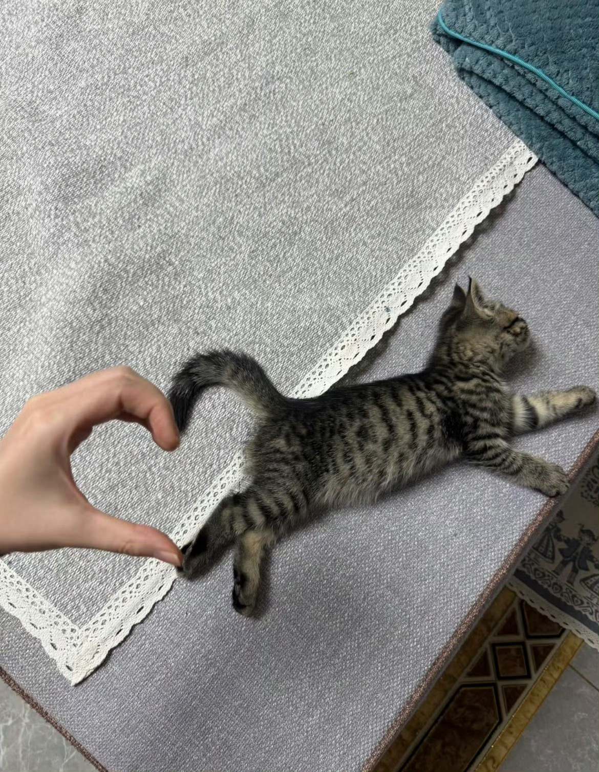 猫咪睡着的时候也是爱你的形状