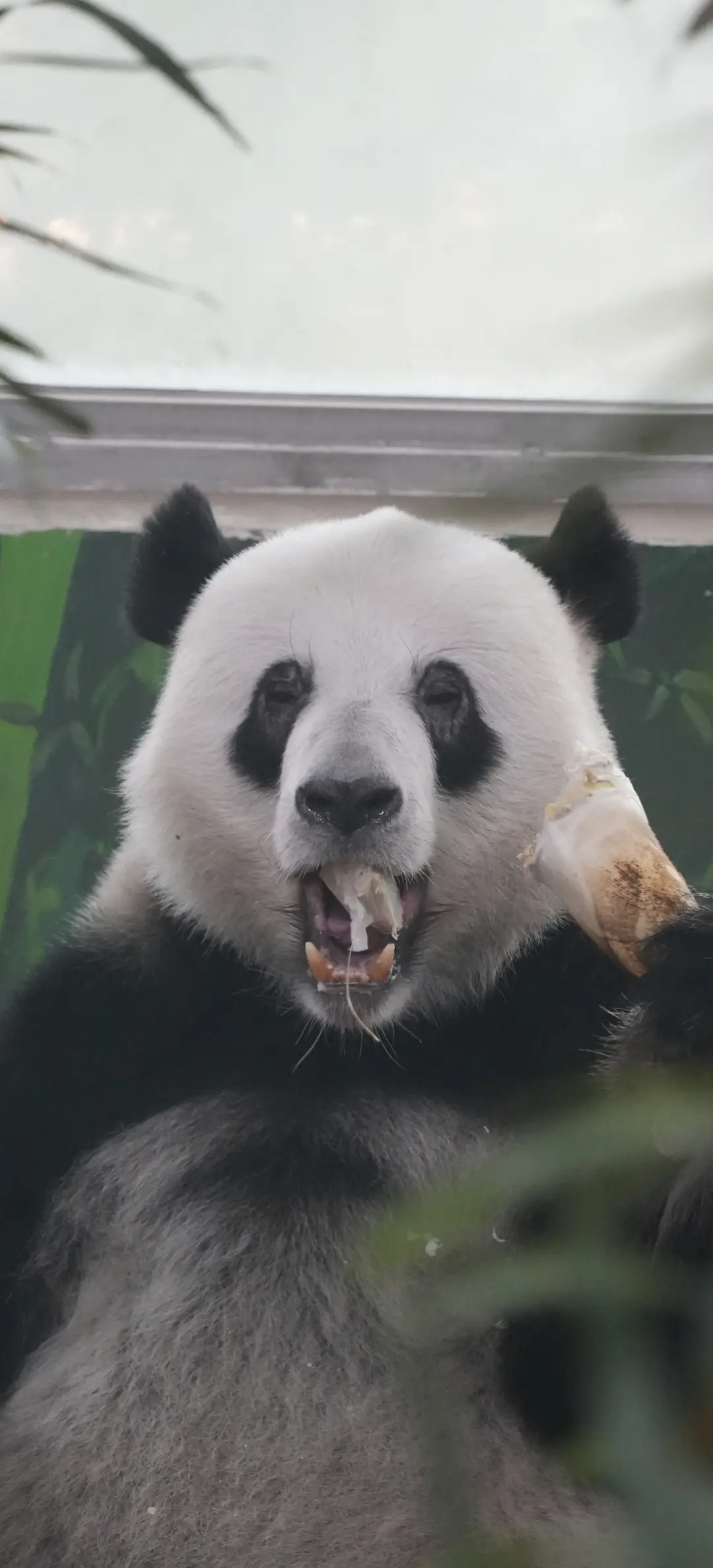 星一，估计是被拍最多黑照的熊猫吧。