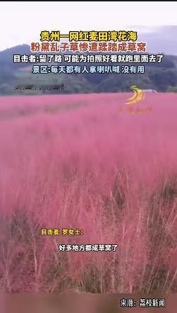 “太可惜了！”10月8日贵州黔南，国庆期间，福泉市陆坪镇麦田湾花海引大量游客前往