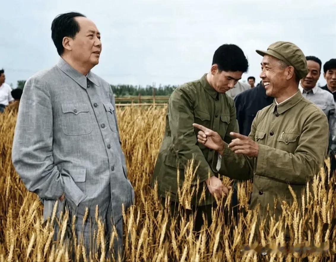 1958年，毛主席在河北安国县视察麦田。