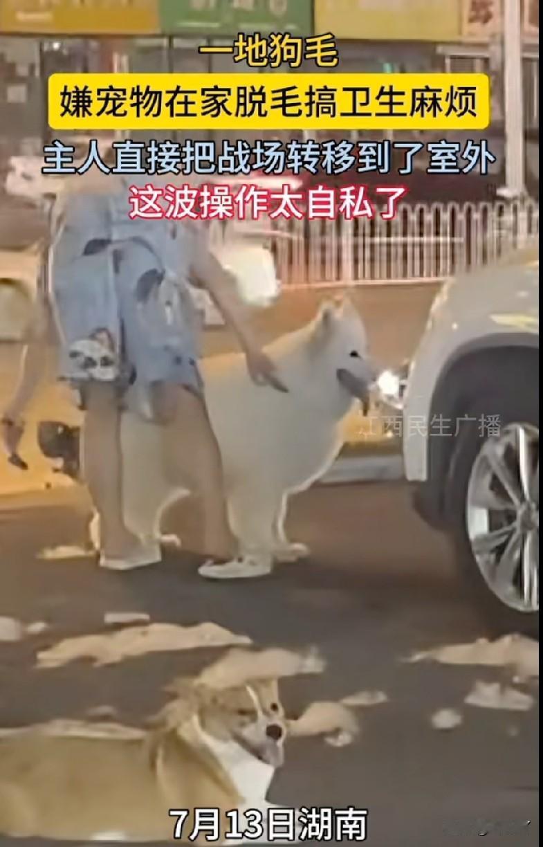 嫌在家给宠物清理脱毛麻烦，主人竟将“战场”转移到了室外！

7月13日傍晚，在湖