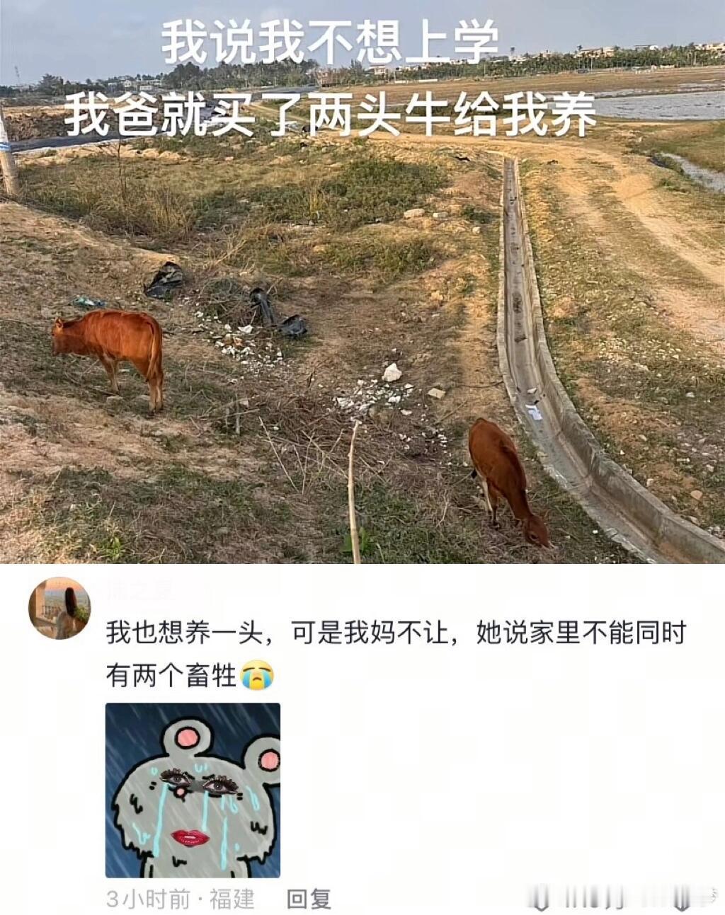 牛：你回家吧孩子 回家吧…哈哈哈哈哈哈哈哈哈哈也是过上游牧生活了。 