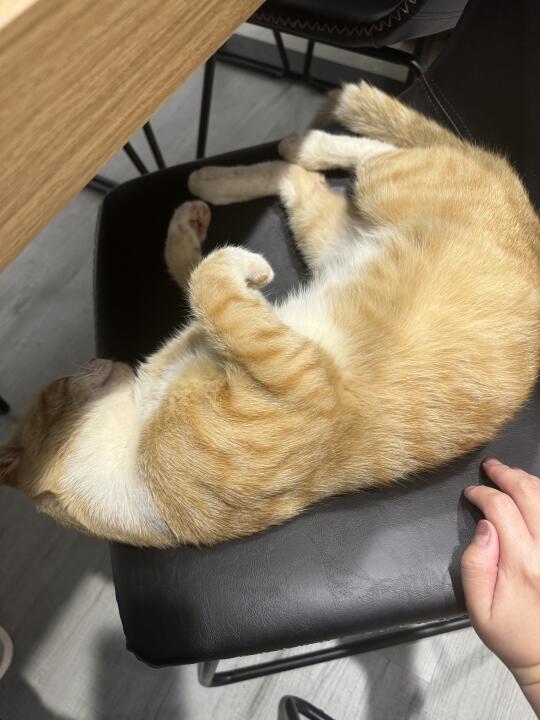 一团猫咪💞💞💞