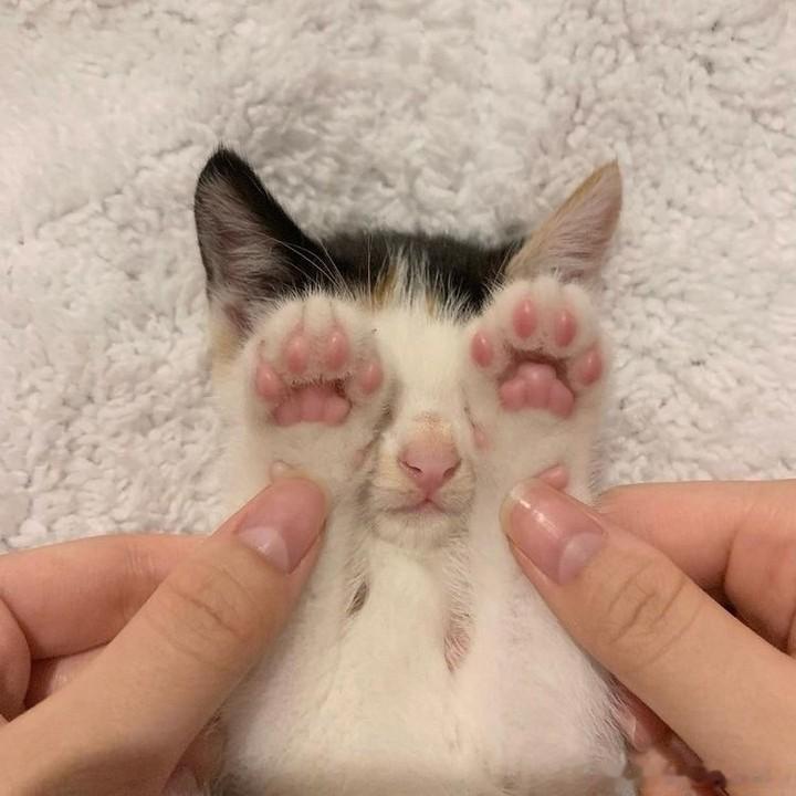 猫宁 