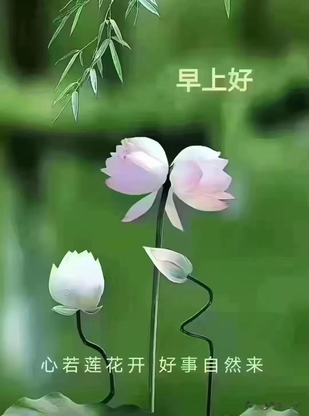 清晨的风，吹散心头郁结，愿往后的日子，平安常伴，得失随缘，早安。