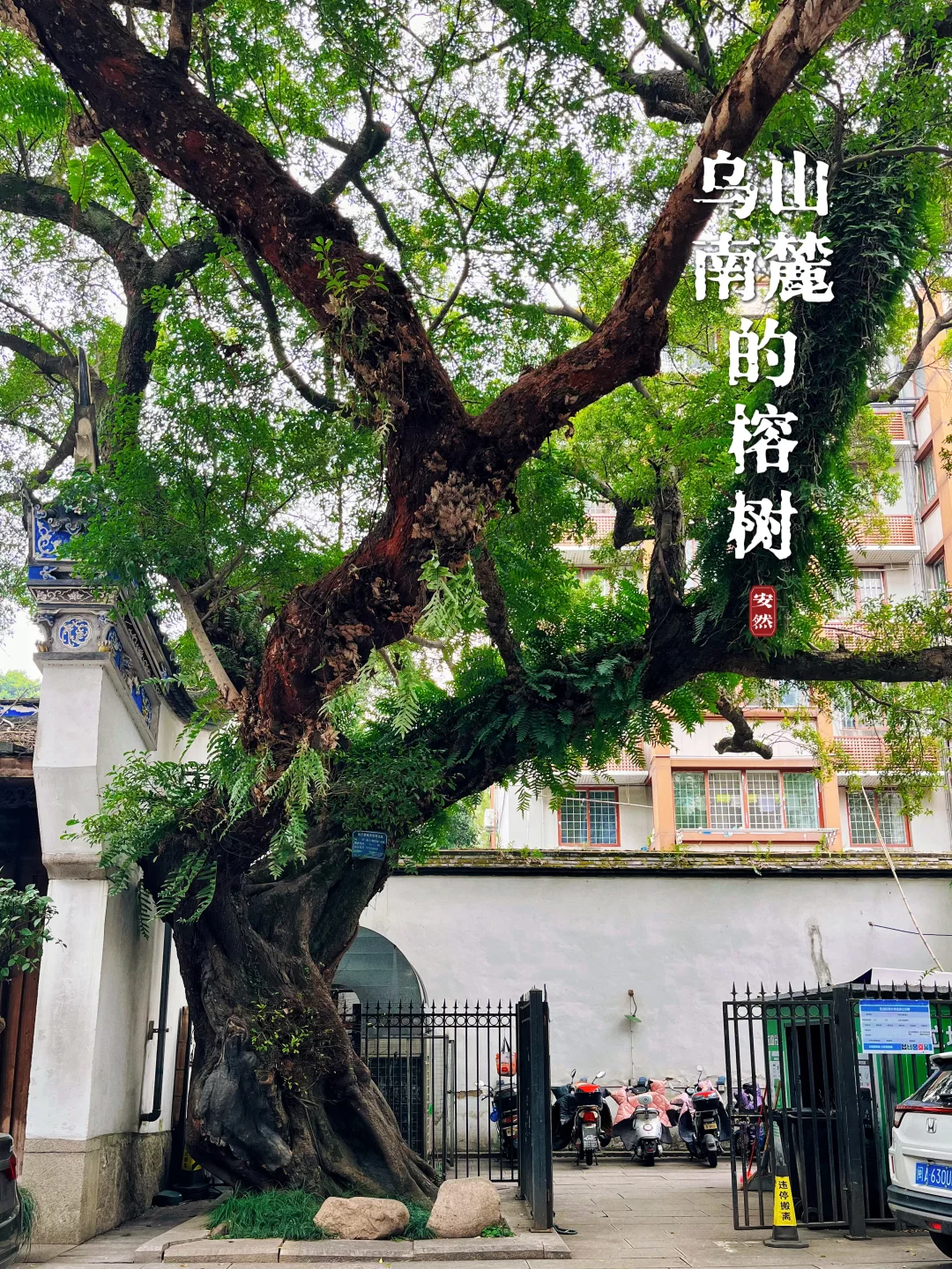 福州古树名木27｜乌山星巴克旁的大榕树