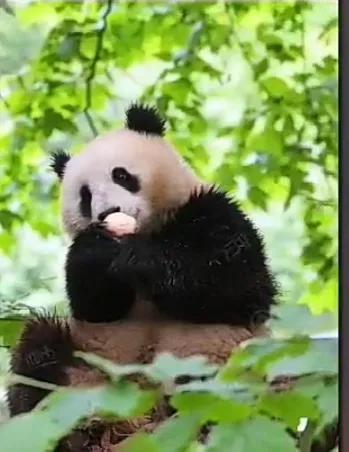 #上联：画龙画虎难画骨，诚邀下联？#
下联：知人知面不知心

横批：世态炎凉
