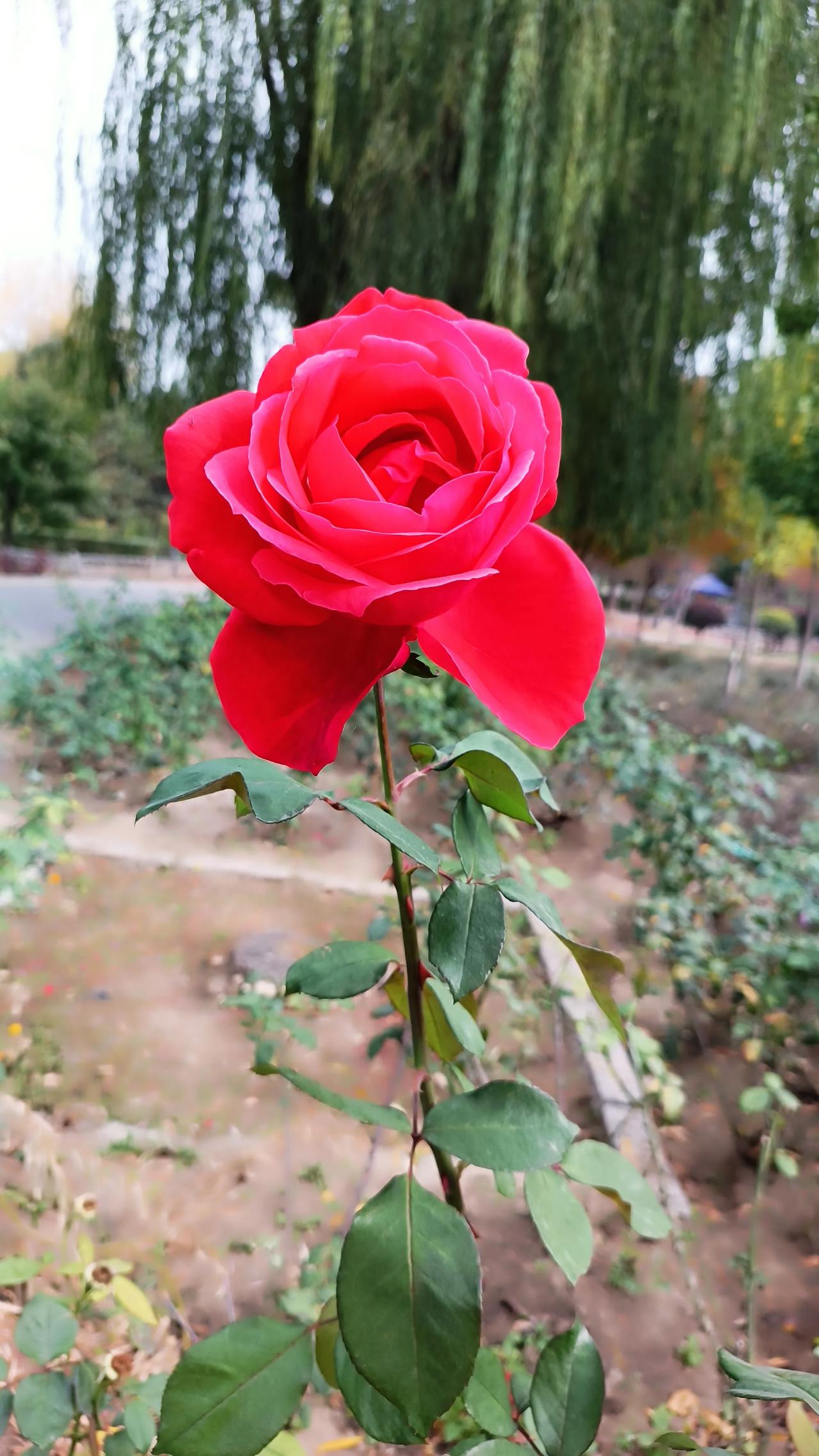 留住最后一抹芬芳。