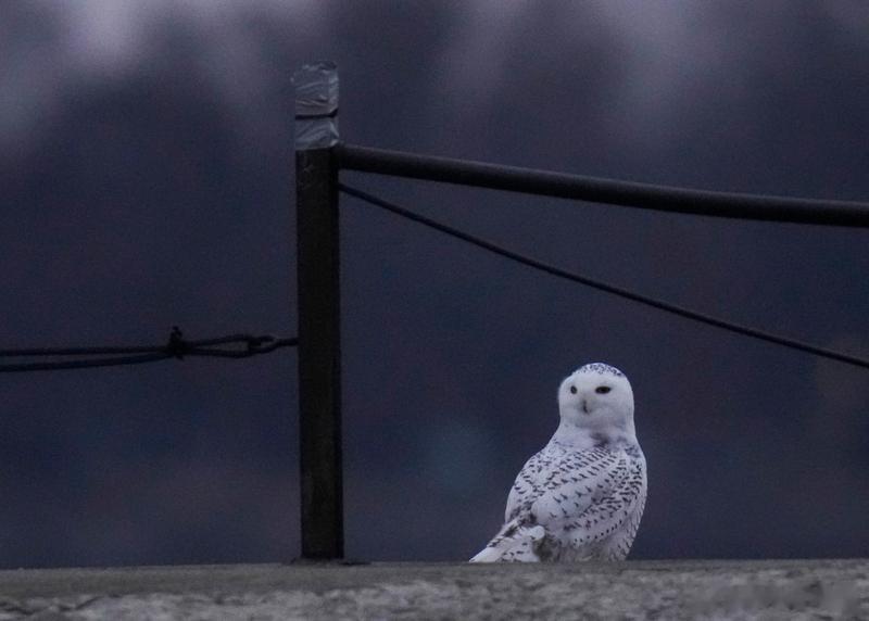【《哈利·波特》中的“海德薇”在现实中“消失”了？瑞典官宣雪鸮区域性灭绝】海外新