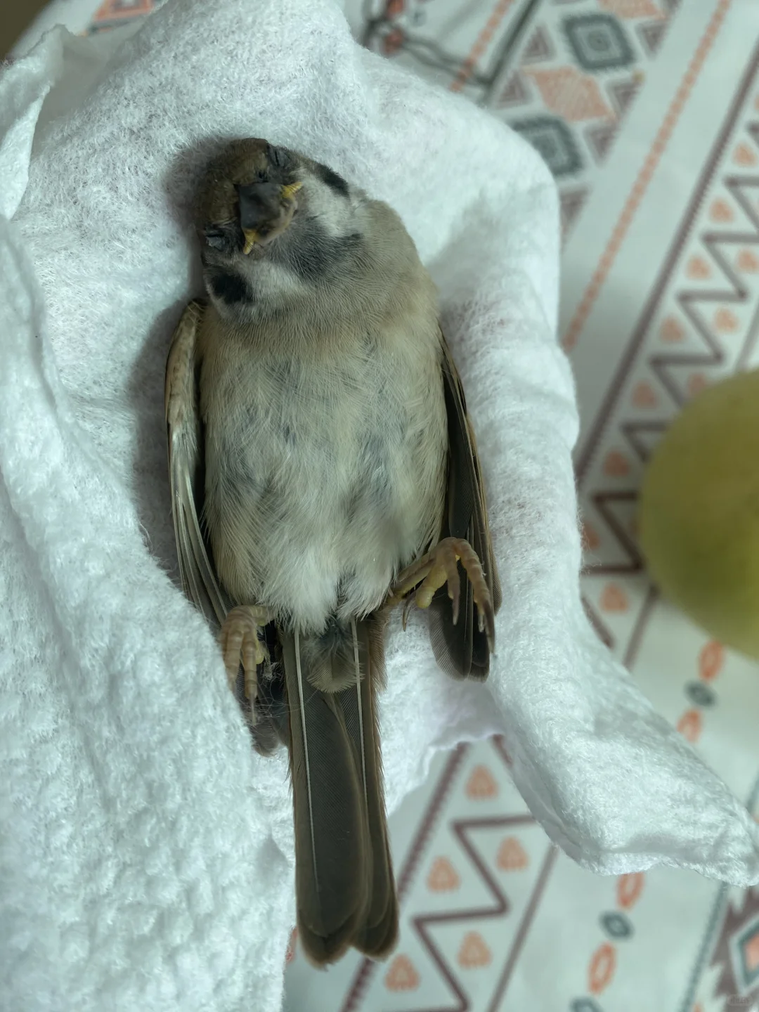 默哀三分钟😢