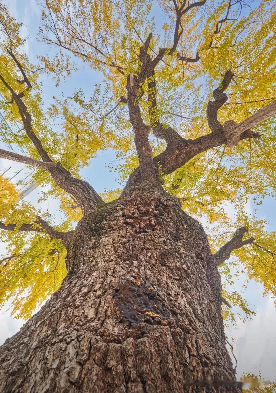 当你发现孩子总是说话不算数时
尤其是反反复复说到做不到时
你可能会又恼火又失望