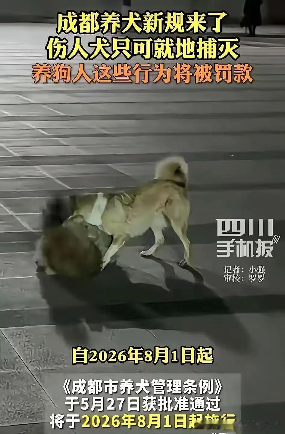 看到成都的养犬新规定，又有不少爱狗人士抓紧了自己手中的栓狗绳。
来看成都的遛狗三