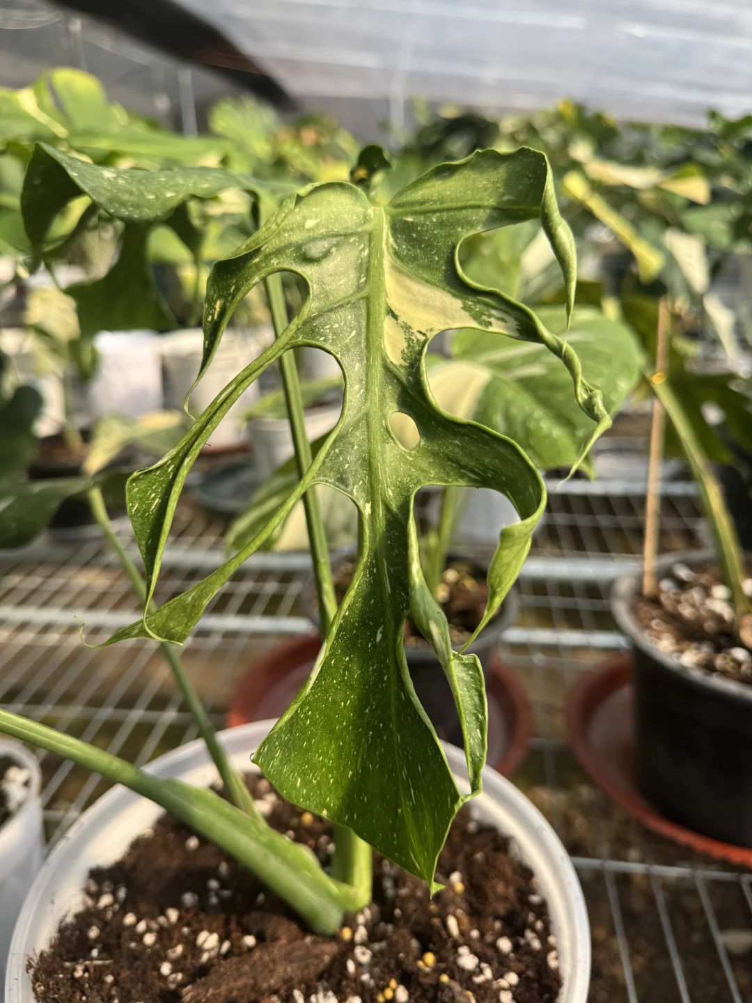 Merpeople Monstera 人鱼龟背竹