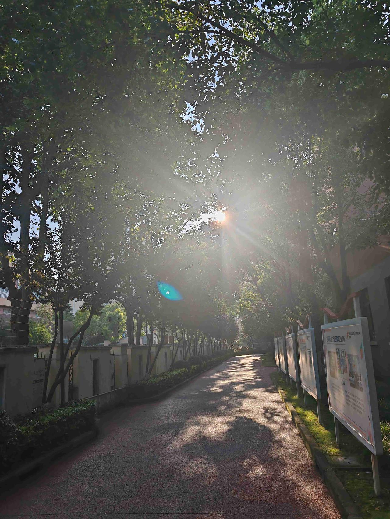 早晨上海气温28度，凉风习习，六点半走出小区，去附近的图书馆漫步运动。

好像发