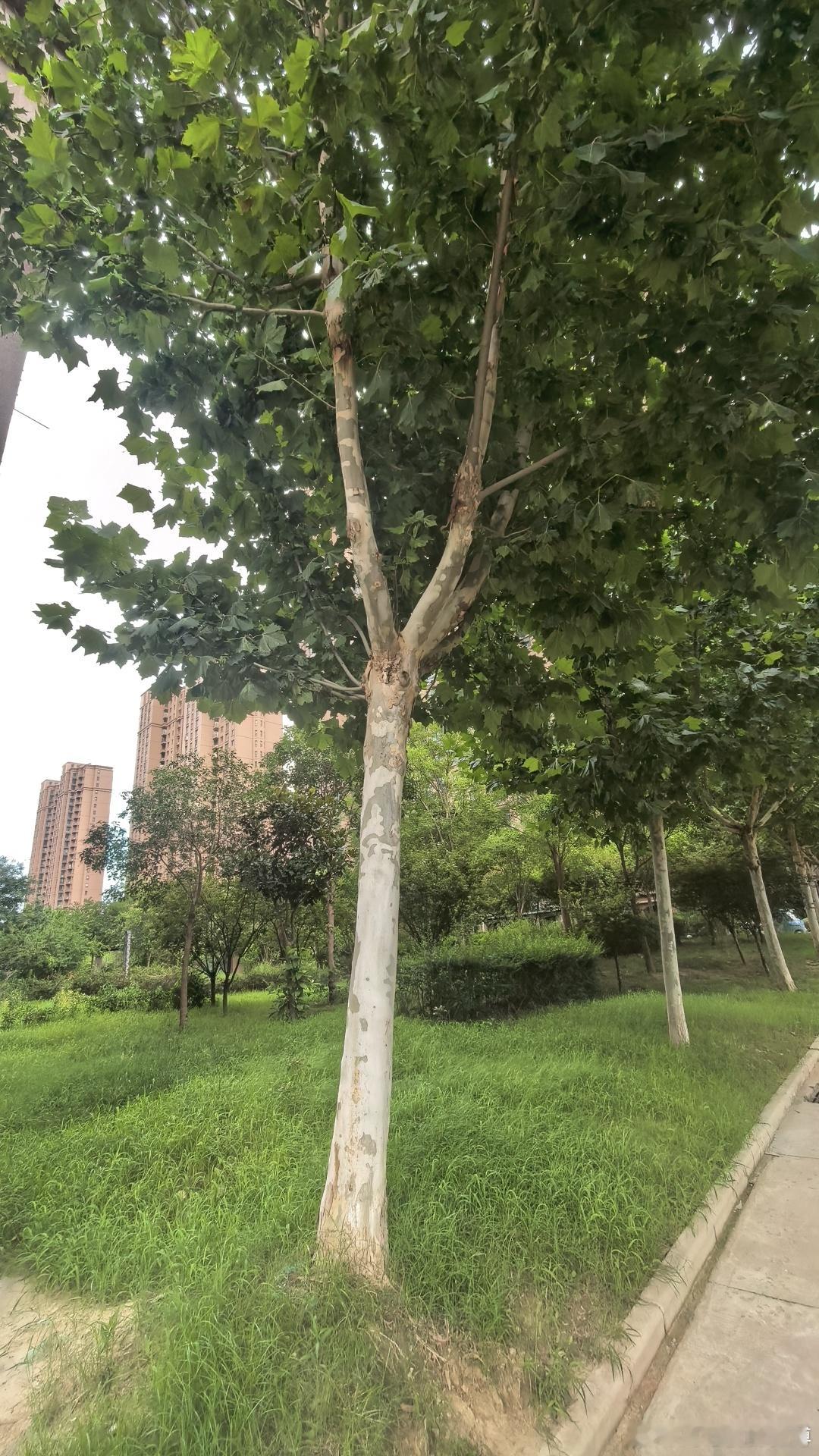 五年前的小树苗，已成小树。 郑州·明德园