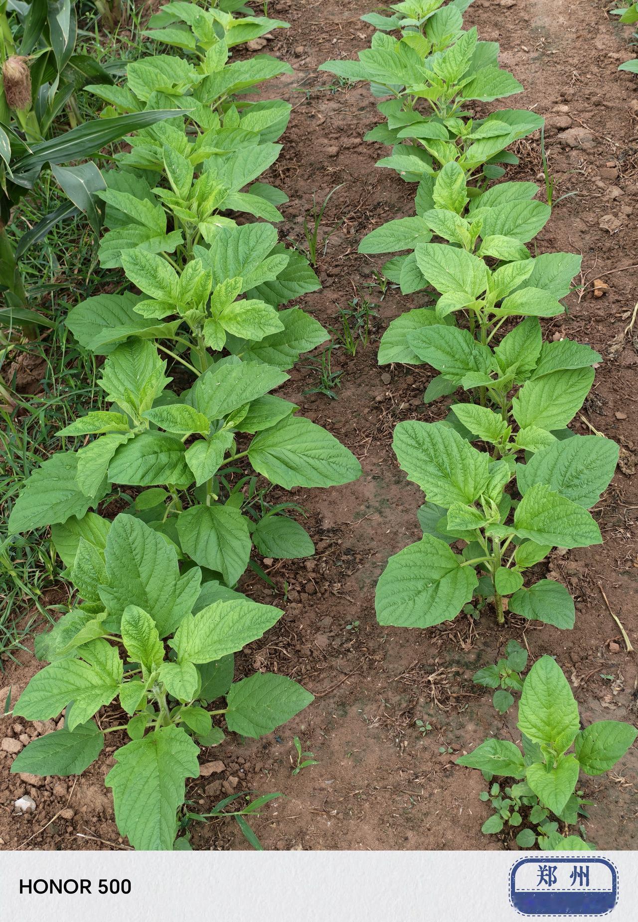 2026.6.21星期天
早起遛弯，田间地头转一转。现在的景象和一个月前大不相同