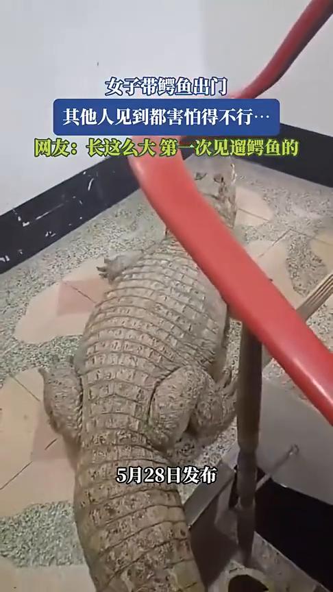 女子带鳄鱼出门，其他人见到都害怕得不行。
5月28日发布。
网友：长这么大第一次