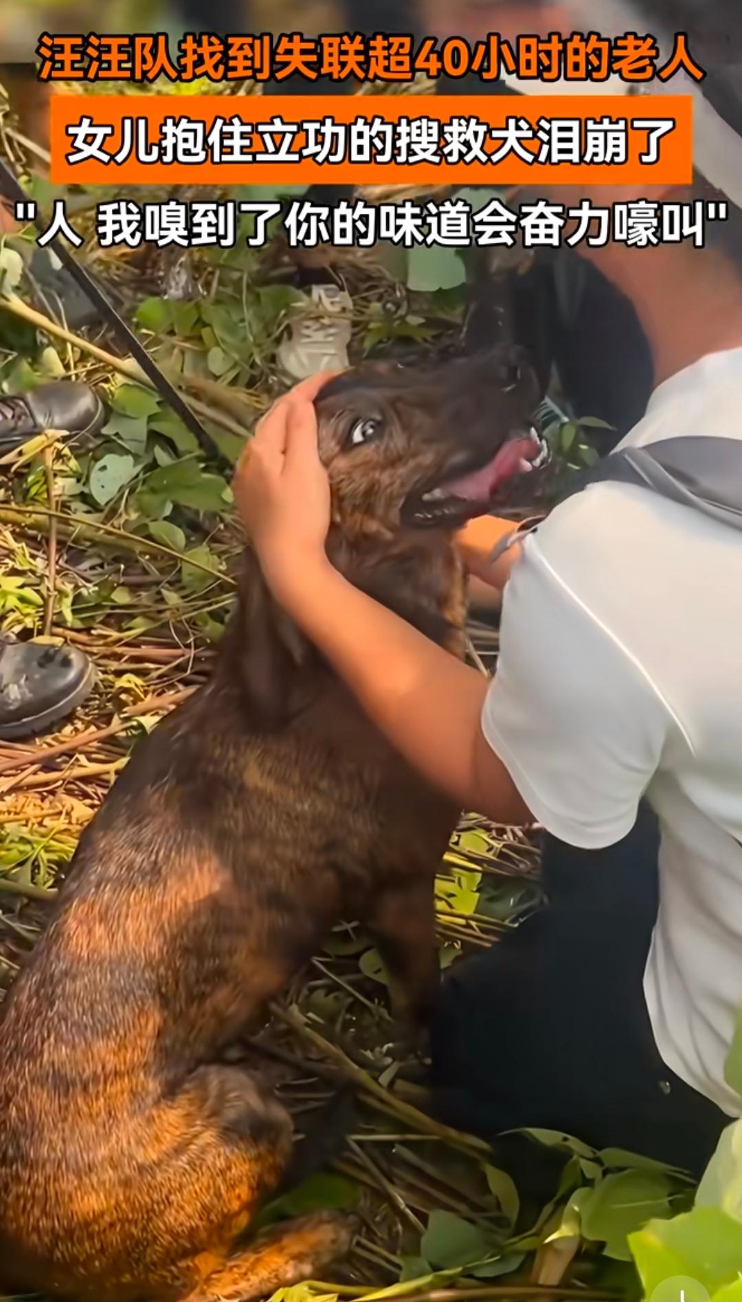 连续搜救十几个小时，先熬不住的，竟然是那条搜救犬。

它走着走着，腿一软就瘫在泥