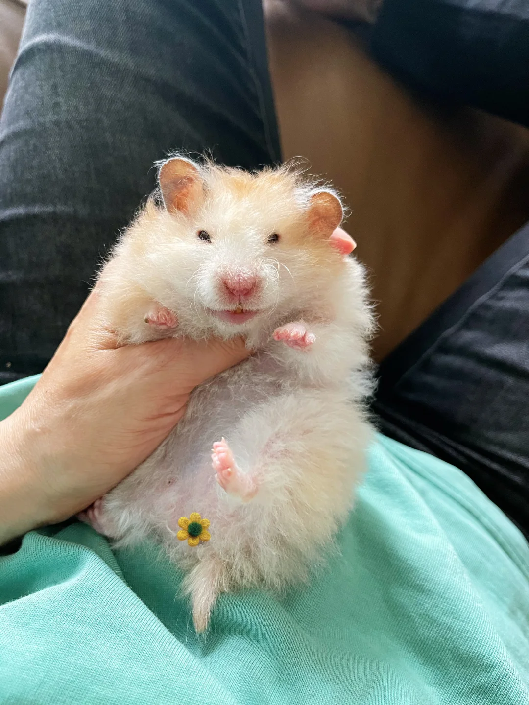 可爱到爆：我的小老鼠会笑