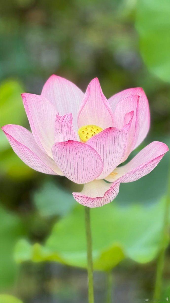 转发 好运如莲，花开富贵，万事顺意🍀🍀 