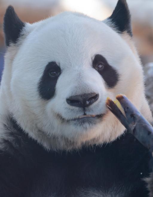萌兰这吃笋的样子，简直是把 “干饭贵族” 的仪式感拉满了！
你看它，吃笋的动作行