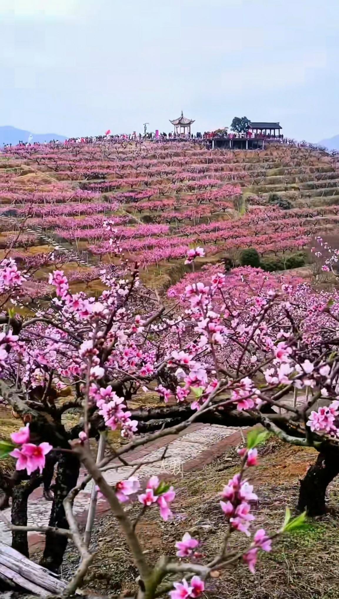 上联：一树桃花春色满，（原创）
下联：万里嫣红锦绣开。             