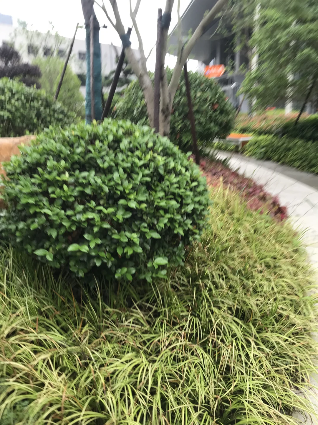绿色的风光